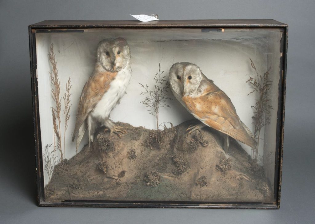 Owls-Before-1024x729