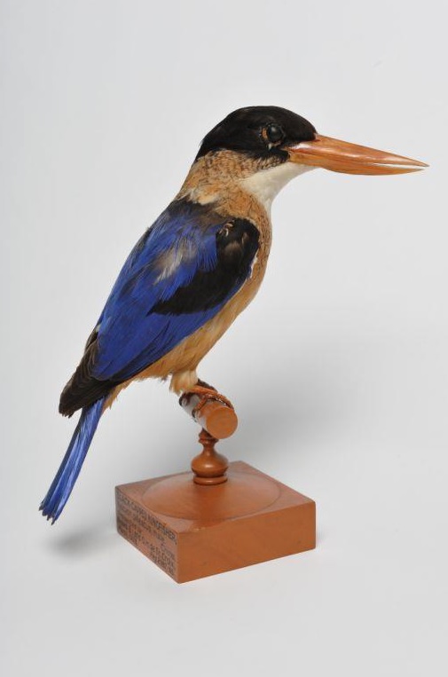Scientific-Taxidermy-Specimen